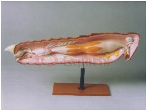 LOCUST DISSECTION